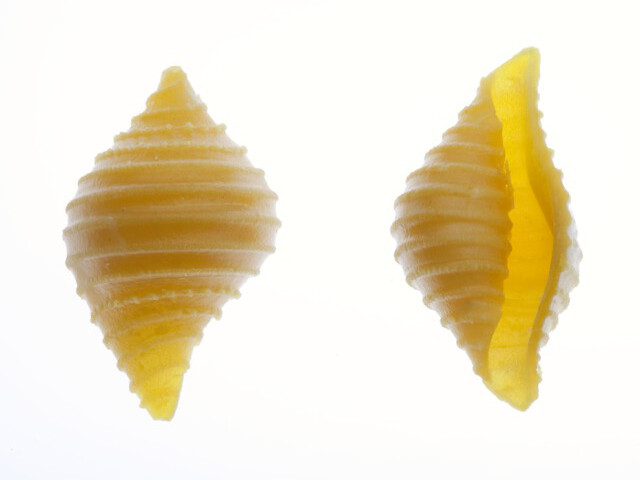 Pasta Fresca all